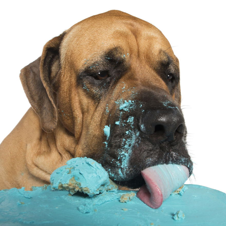 Photographer Captures Dogs Eating Cakes And It's Amusing Photographer Captures Dogs Eating Cakes And It's Amusing