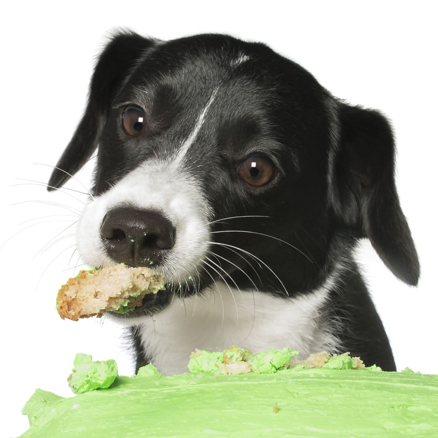 Photographer Captures Dogs Eating Cakes And It's Amusing Photographer Captures Dogs Eating Cakes And It's Amusing