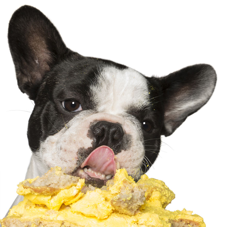 Photographer Captures Dogs Eating Cakes And It's Amusing Photographer Captures Dogs Eating Cakes And It's Amusing