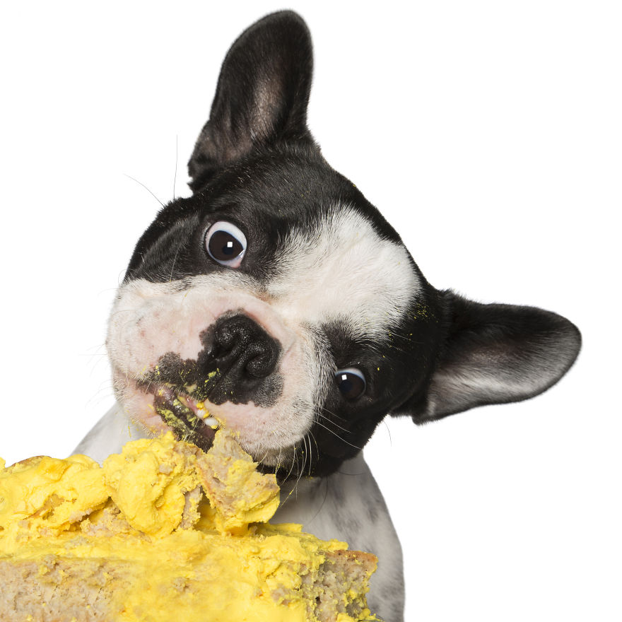 Photographer Captures Dogs Eating Cakes And It's Amusing