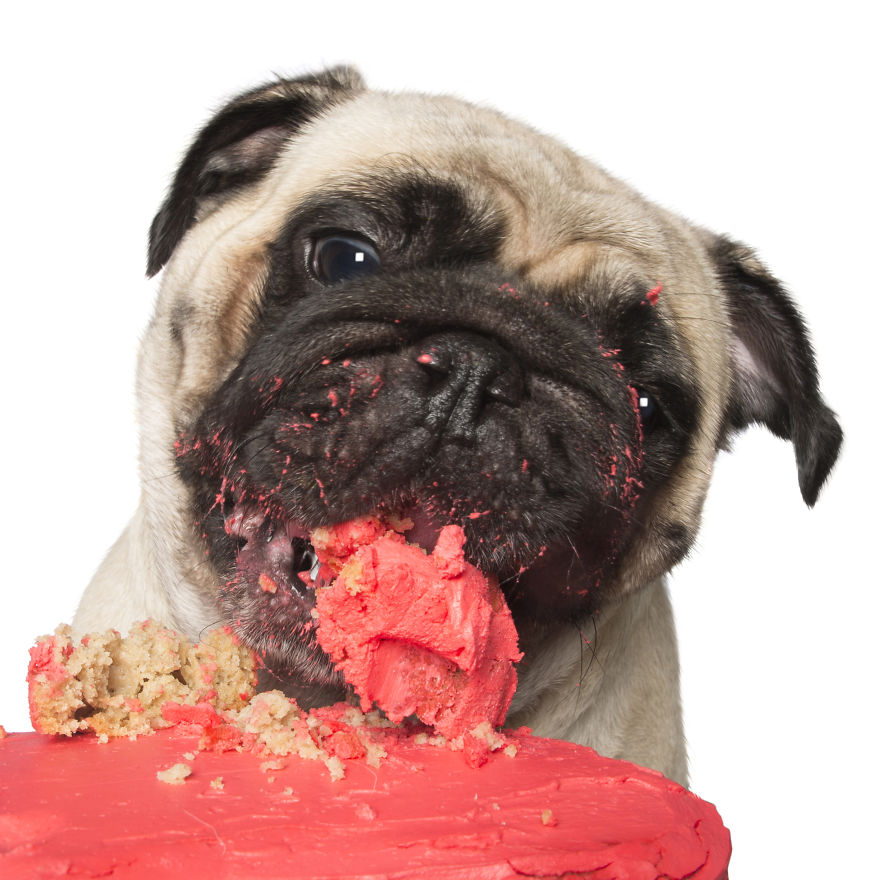 Photographer Captures Dogs Eating Cakes And It's Amusing