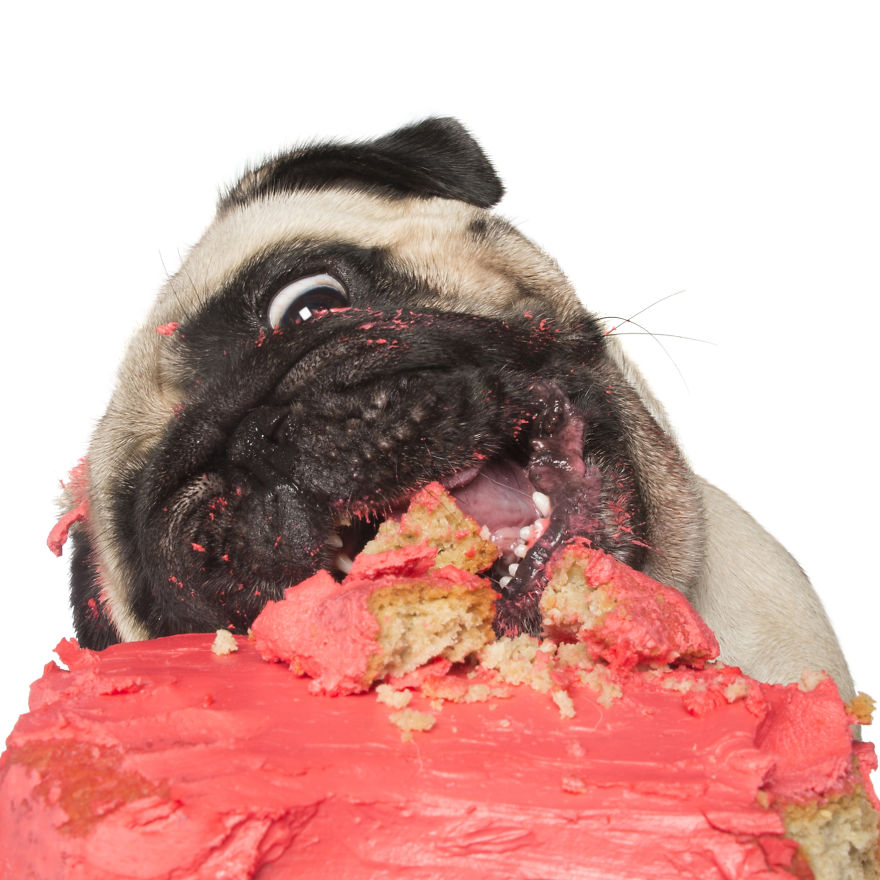 Photographer Captures Dogs Eating Cakes And It's Amusing Photographer Captures Dogs Eating Cakes And It's Amusing
