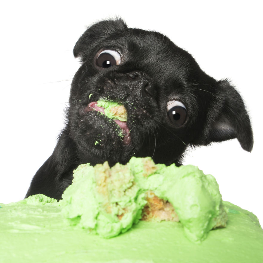 Photographer Captures Dogs Eating Cakes And It's Amusing Photographer Captures Dogs Eating Cakes And It's Amusing