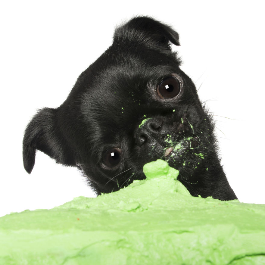 Photographer Captures Dogs Eating Cakes And It's Amusing Photographer Captures Dogs Eating Cakes And It's Amusing