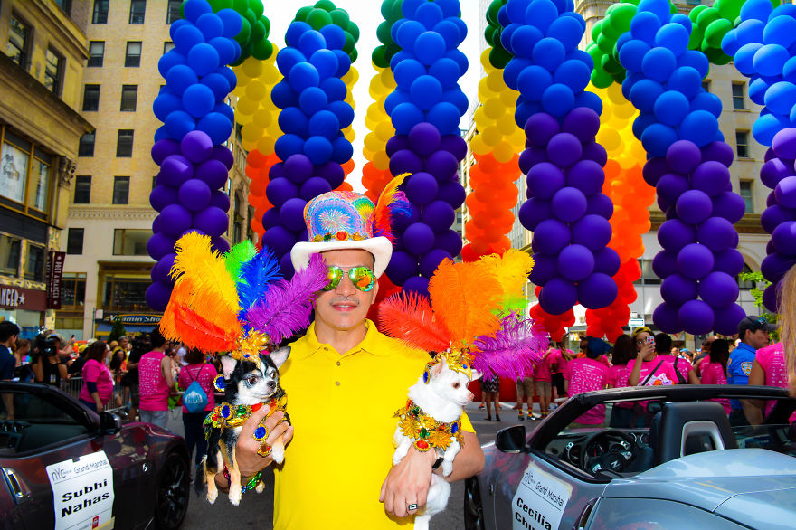 Chihuahuas Take Over Pride Parade In New York Chihuahuas Take Over Pride Parade In New York