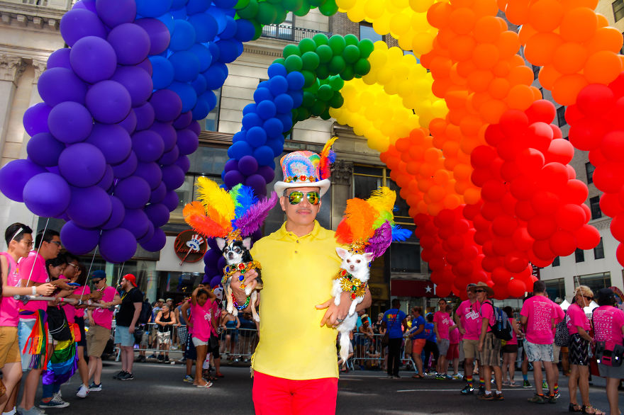 Chihuahuas Take Over Pride Parade In New York Chihuahuas Take Over Pride Parade In New York