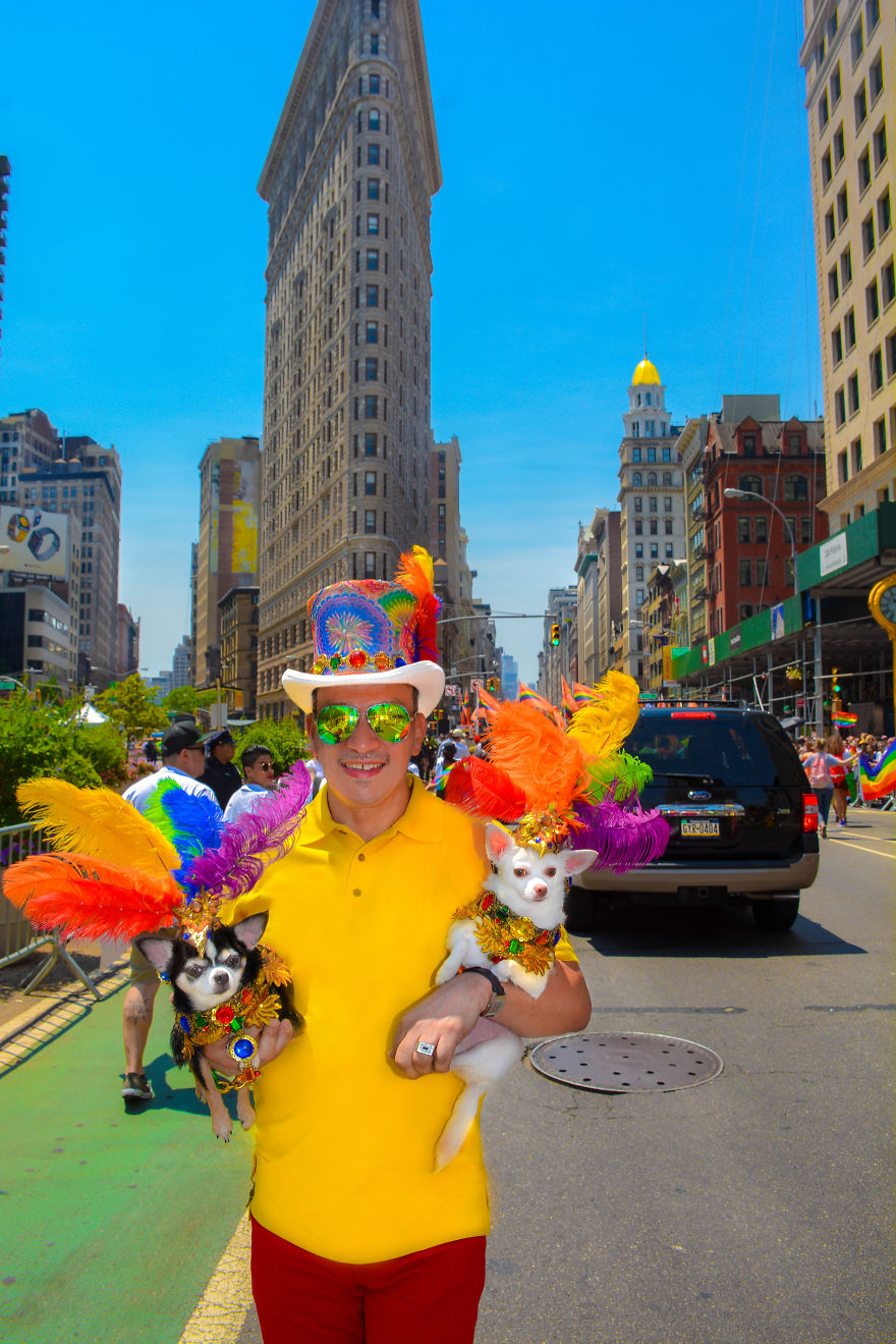 Chihuahuas Take Over Pride Parade In New York Chihuahuas Take Over Pride Parade In New York
