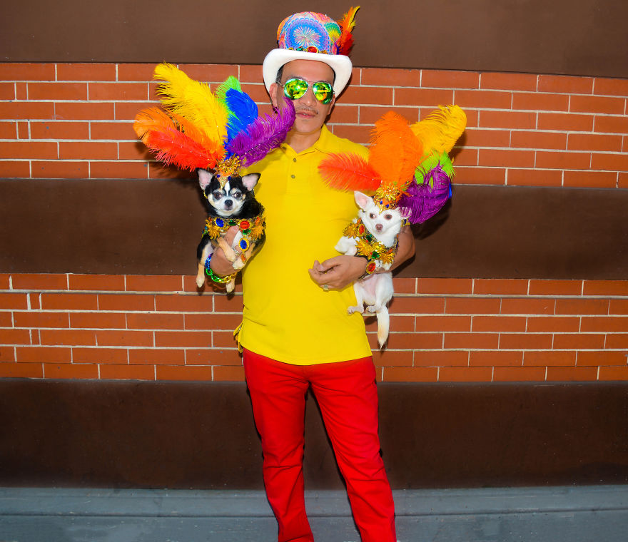 Chihuahuas Take Over Pride Parade In New York Chihuahuas Take Over Pride Parade In New York