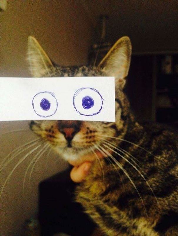 Cats With Funny Eyes