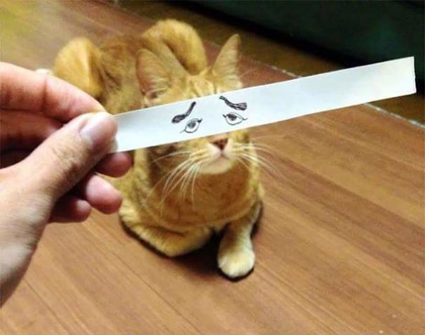 Cats With Funny Eyes