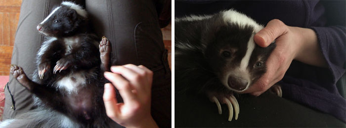 Charlie The Skunk's First And Last Day. She Was The Most Cuddly Animal In The World!