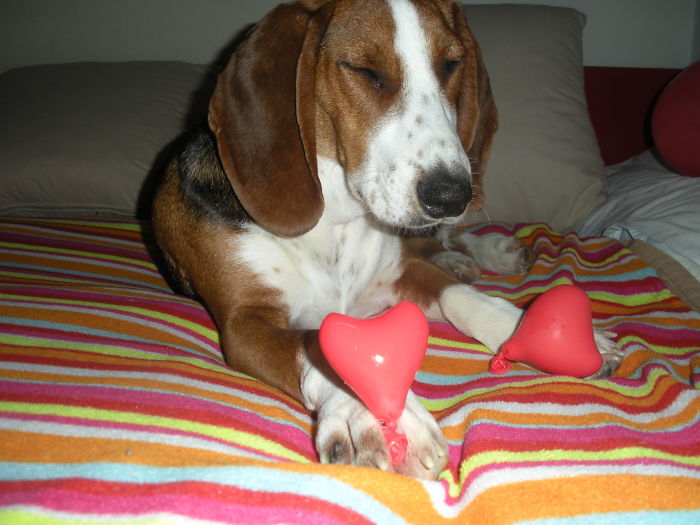 She Was Found Lost In The Middle Of Highway,now She's Happiest Dog In The World!! :)