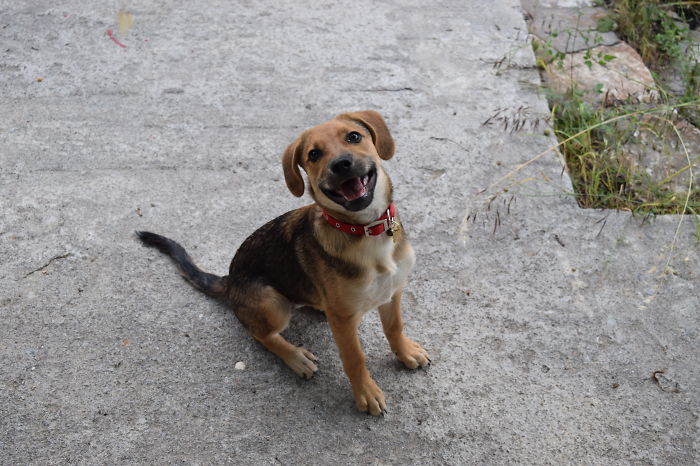 Ira Ex Stray....family Member Forever