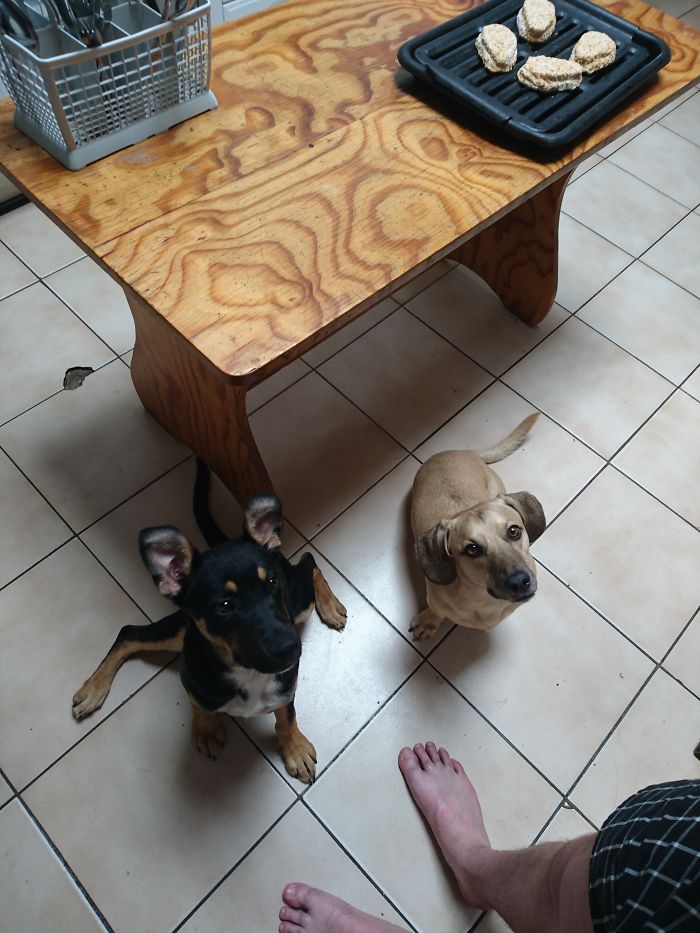 Laila (black Puppy) Was Found On The Streets, The Beige Dog Is Surprise, They Are Inseparable