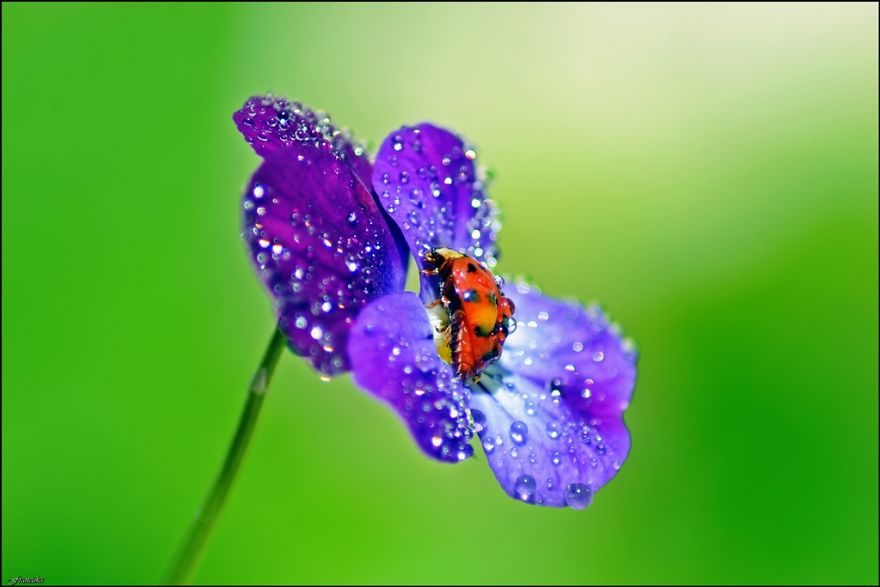 Ladybug