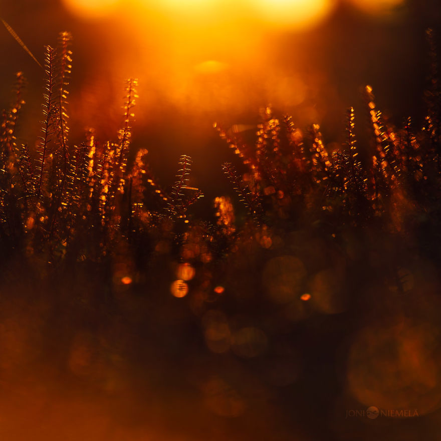 Details Of Short But Beautiful Summer In My Homeland Finland