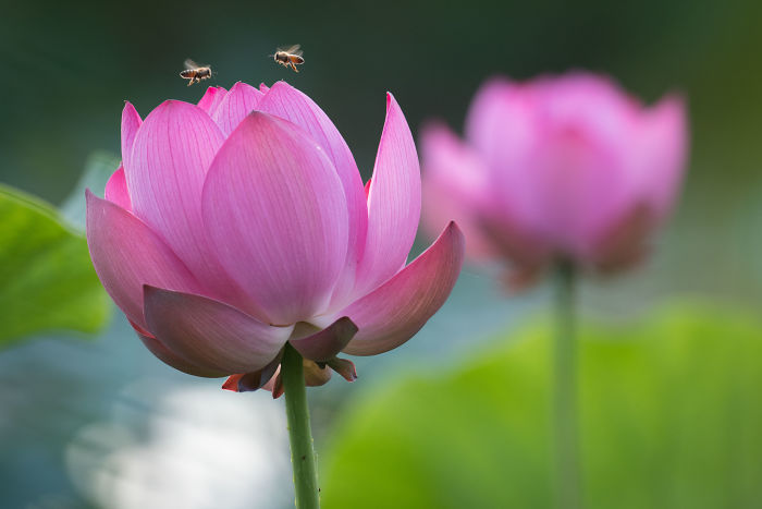 I Wake Up At 3:50 To Shoot Lotus Flowers