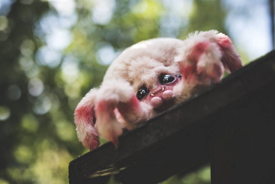 We Found New Species In Our Garden