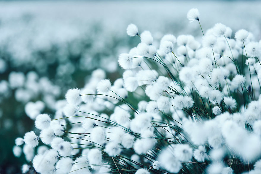 Details Of Short But Beautiful Summer In My Homeland Finland