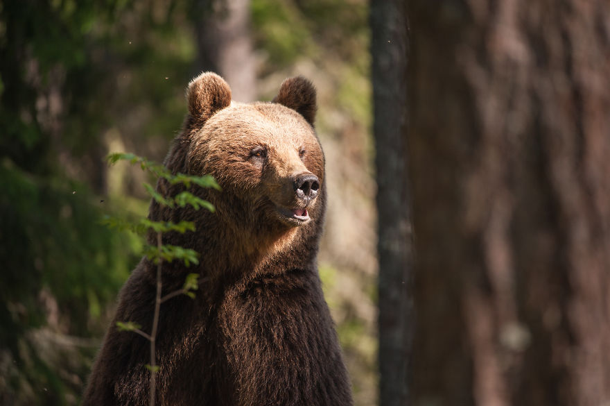 I Lived With 40 Bears For 3 Days To Capture These Images
