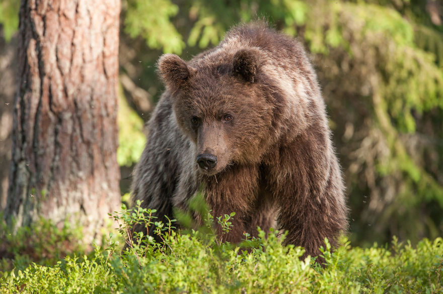 I Lived With 40 Bears For 3 Days To Capture These Images