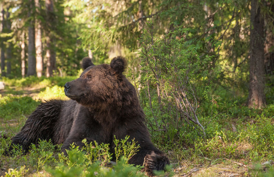 I Lived With 40 Bears For 3 Days To Capture These Images