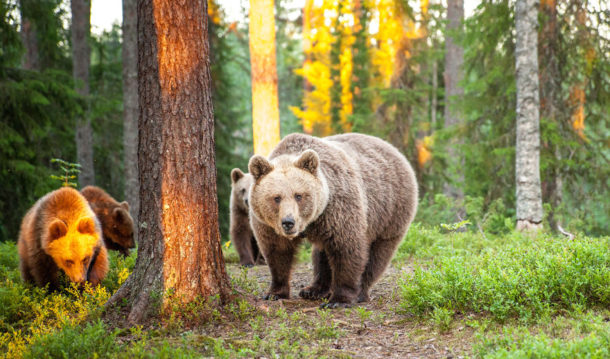 I Lived With 40 Bears For 3 Days To Capture These Images