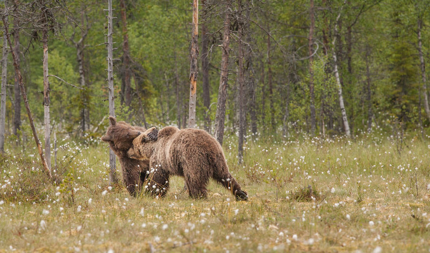 I Lived With 40 Bears For 3 Days To Capture These Images I Lived With 40 Bears For 3 Days To Capture These Images