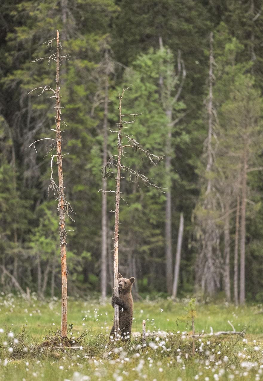 I Lived With 40 Bears For 3 Days To Capture These Images