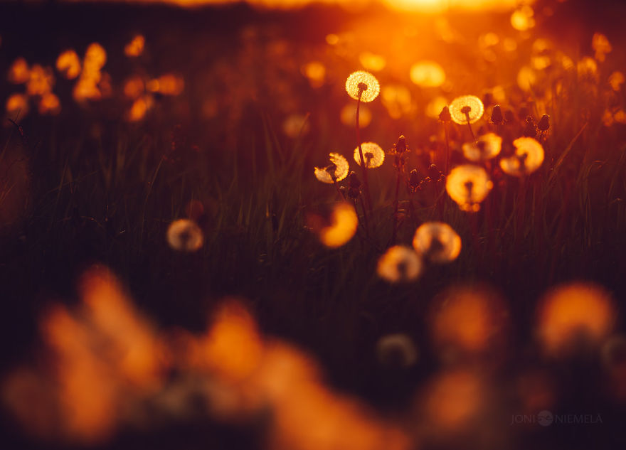 Details Of Short But Beautiful Summer In My Homeland Finland