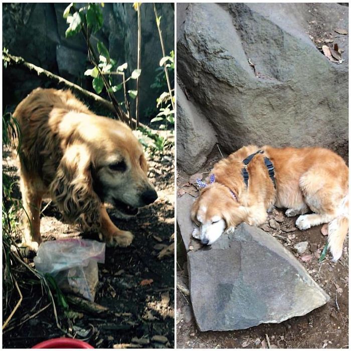 On The Left, The Day When We Found Dina Abandoned Where We Go Rockclimbing. One Year Later...