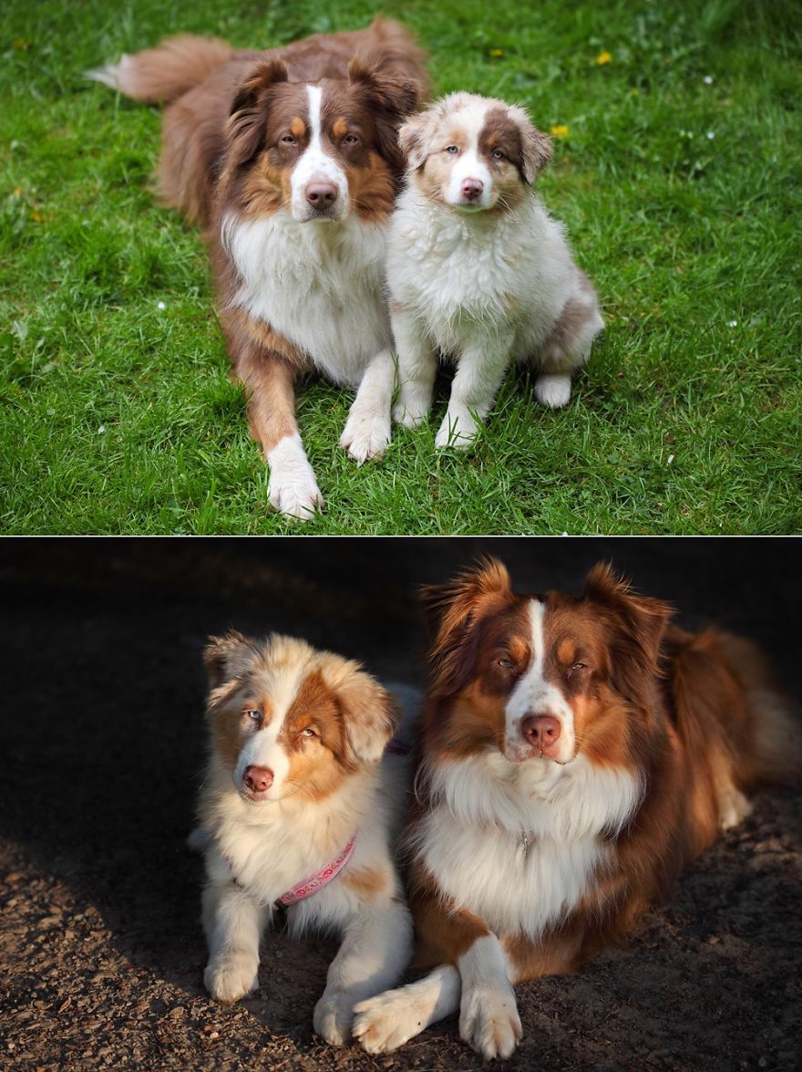 Dog Photobombs Every Picture Dog Photobombs Every Picture