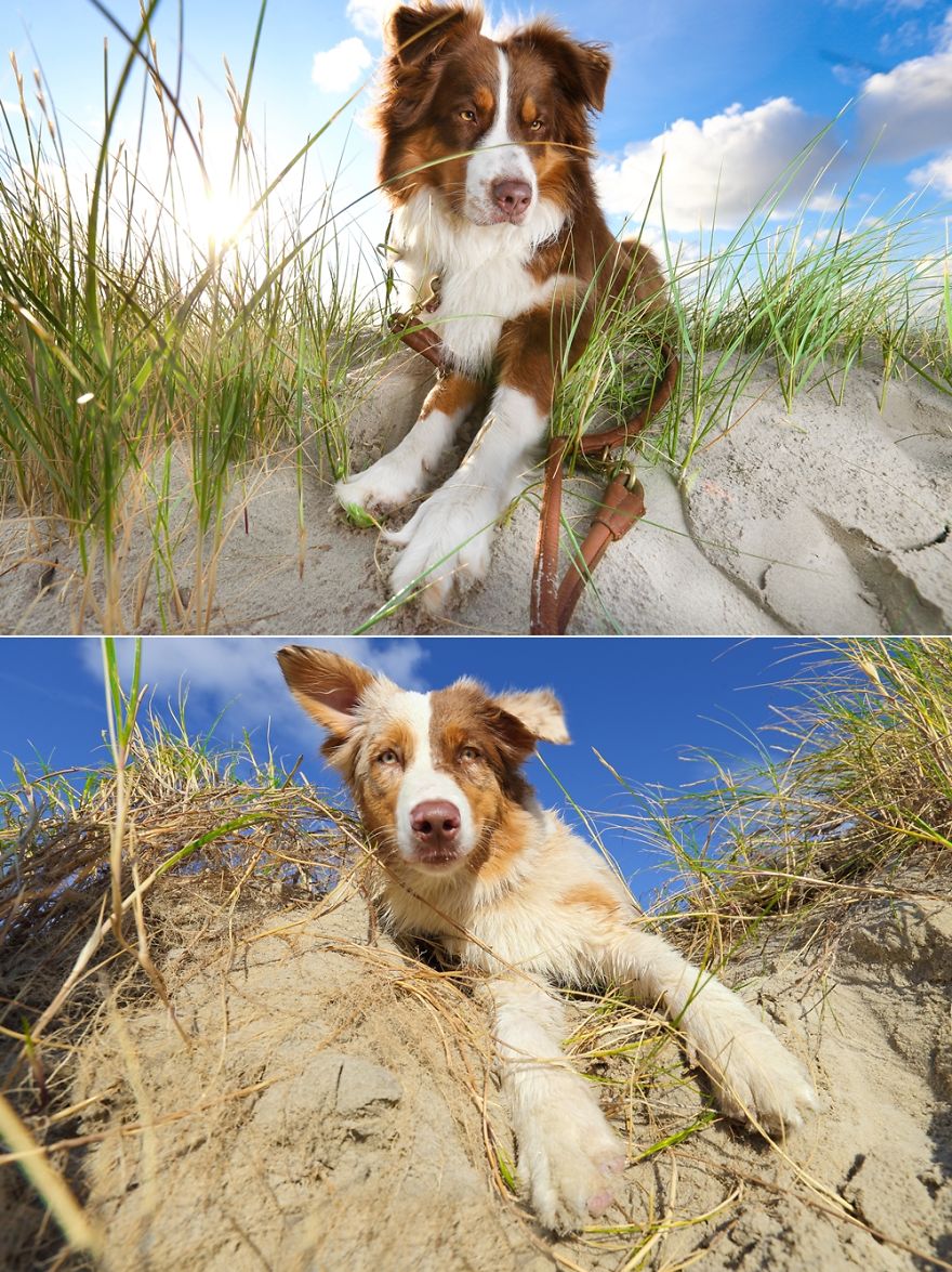 Dog Photobombs Every Picture