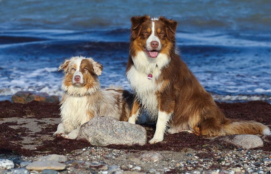 Dog Photobombs Every Picture Dog Photobombs Every Picture