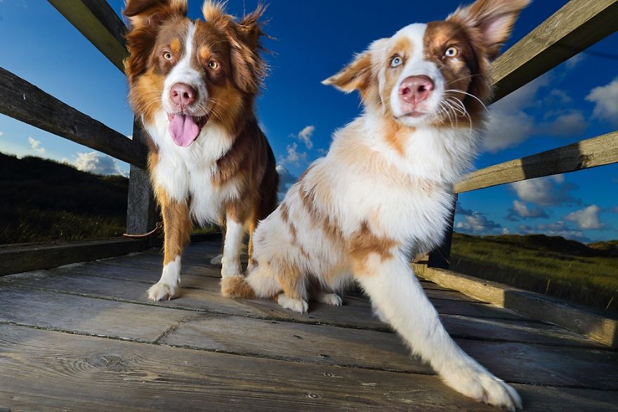 Dog Photobombs Every Picture Dog Photobombs Every Picture