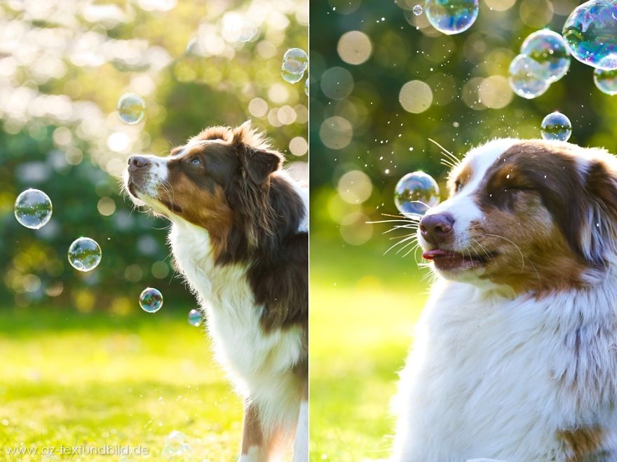 Dog Photobombs Every Picture Dog Photobombs Every Picture