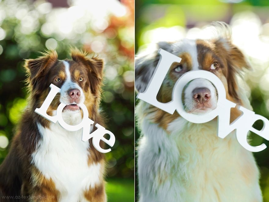 Dog Photobombs Every Picture Dog Photobombs Every Picture