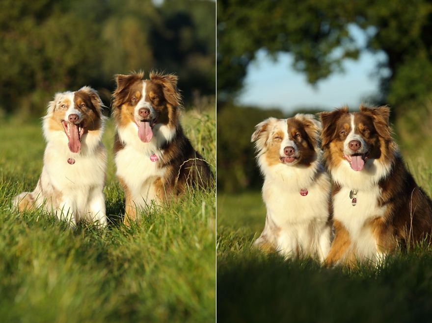Dog Photobombs Every Picture Dog Photobombs Every Picture