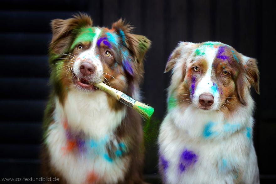 Dog Photobombs Every Picture