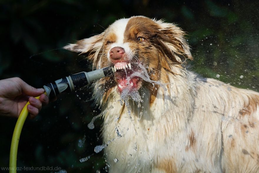 Dog Photobombs Every Picture