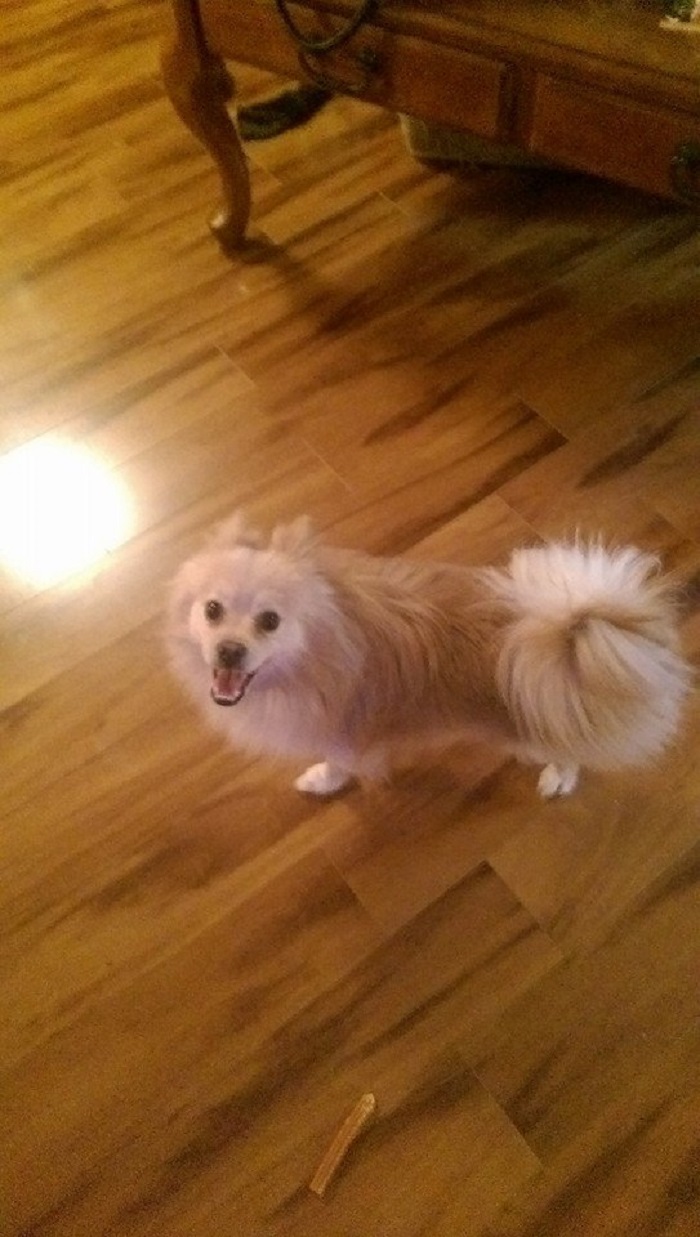 Dug, The Day We Pulled Him Off The Street