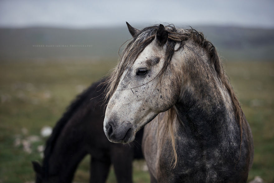 I Photographed Wild Horses Finding Peace On The Wild Side I Photographed Wild Horses Finding Peace On The Wild Side