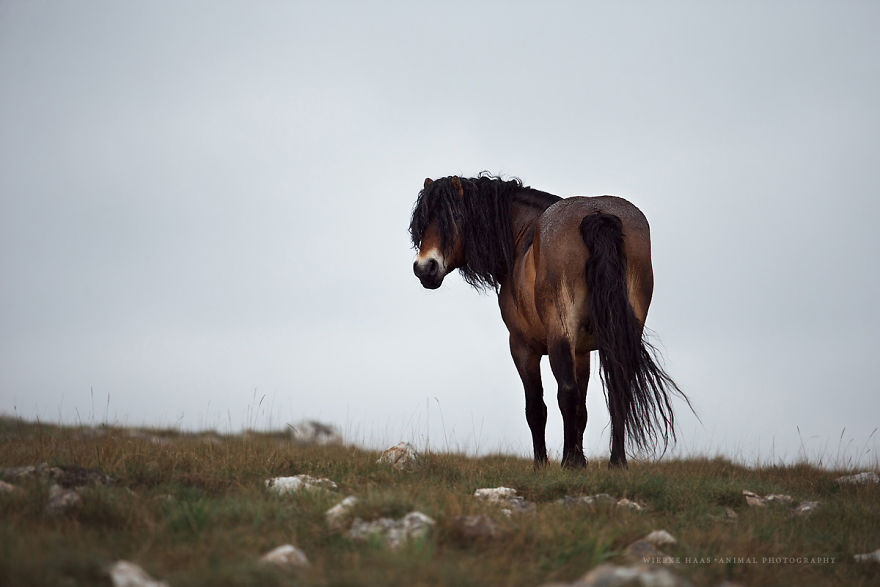 I Photographed Wild Horses Finding Peace On The Wild Side I Photographed Wild Horses Finding Peace On The Wild Side