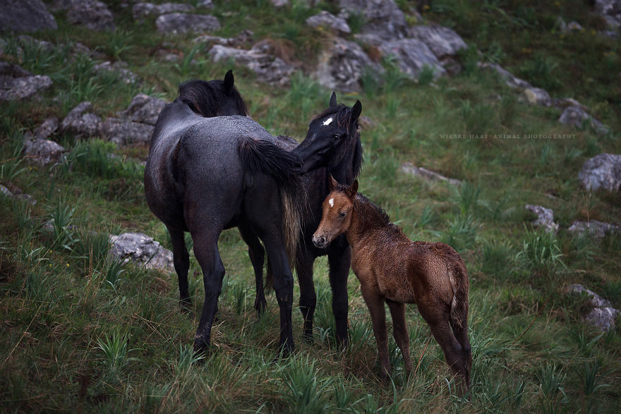 I Photographed Wild Horses Finding Peace On The Wild Side