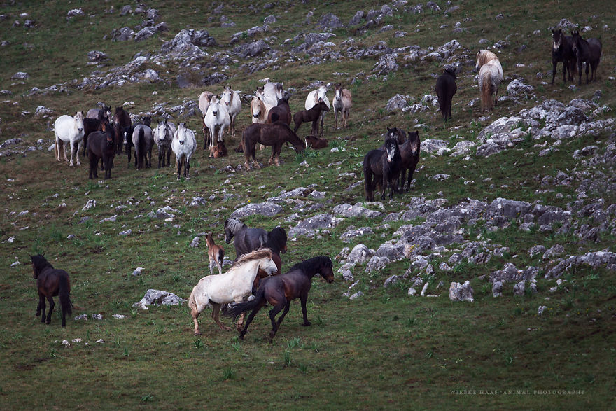 I Photographed Wild Horses Finding Peace On The Wild Side