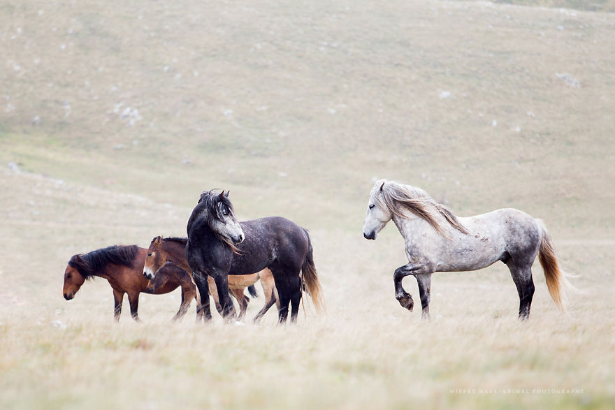 I Photographed Wild Horses Finding Peace On The Wild Side