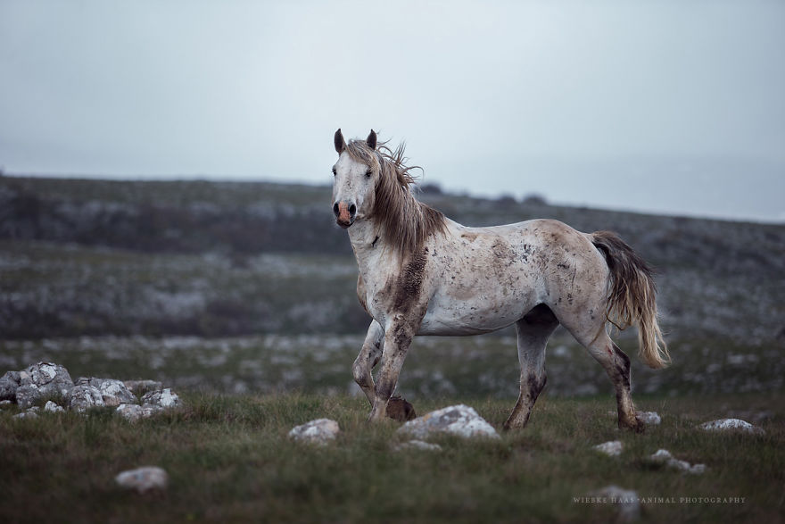 I Photographed Wild Horses Finding Peace On The Wild Side