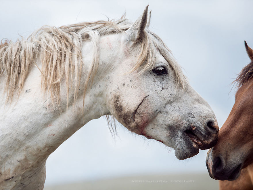 I Photographed Wild Horses Finding Peace On The Wild Side