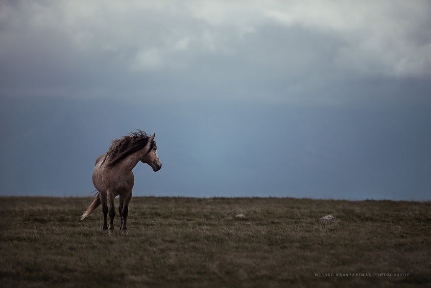 I Photographed Wild Horses Finding Peace On The Wild Side I Photographed Wild Horses Finding Peace On The Wild Side