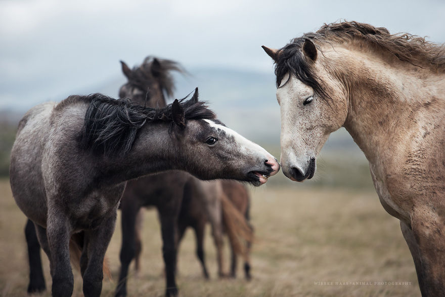 I Photographed Wild Horses Finding Peace On The Wild Side